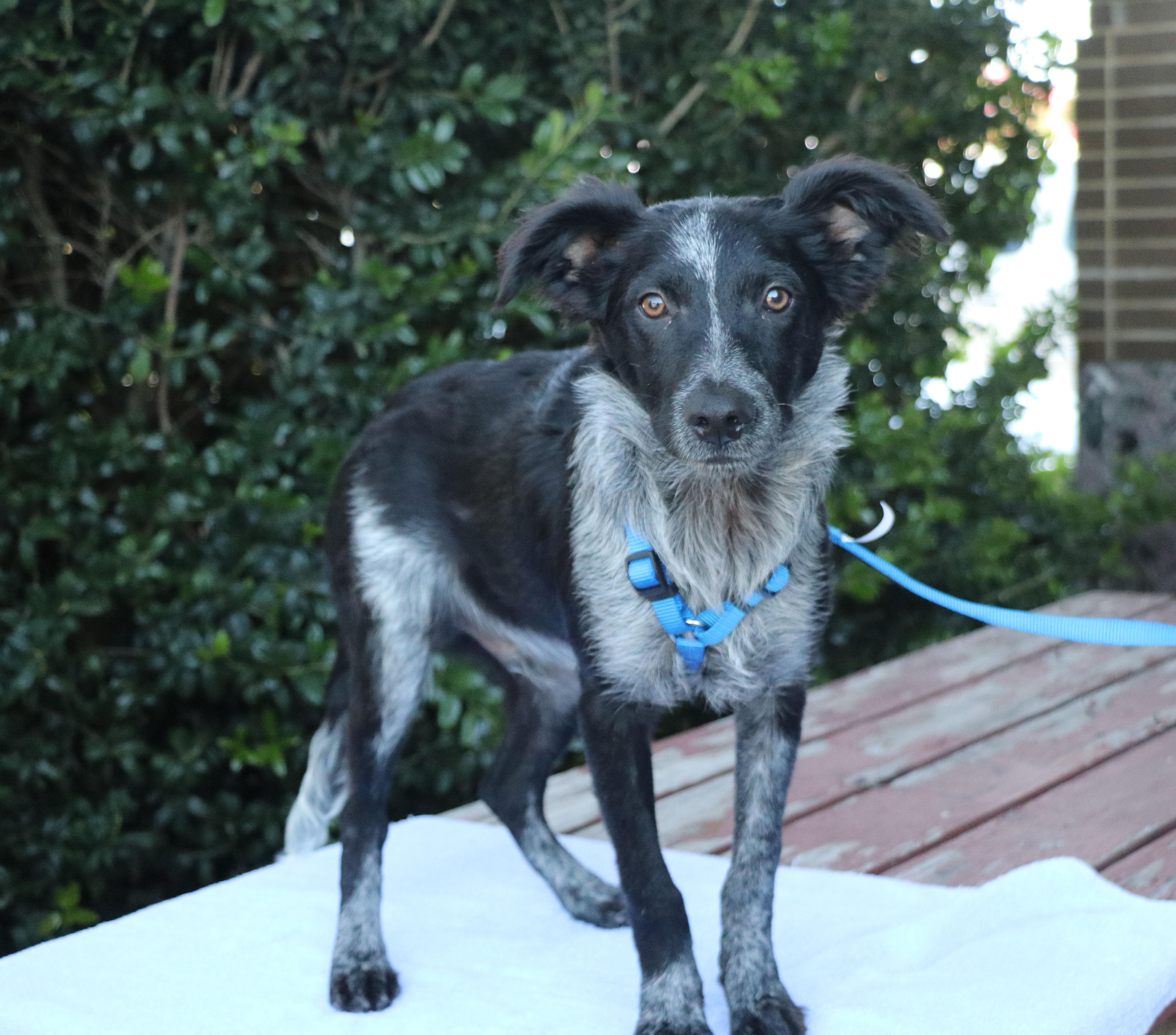 A young medium-sized male Gray / Blue / Silver Kerry Blue Terrier dog named Scout Master for adoption in Pflugerville, TX