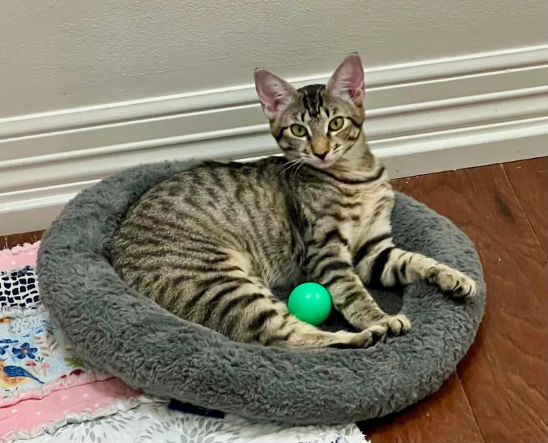 A baby medium-sized female Manx cat named Bobbie for adoption in Kerrville, TX