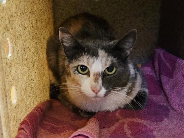 A young medium-sized female Domestic Short Hair cat named Sundae for adoption in Martinez, CA