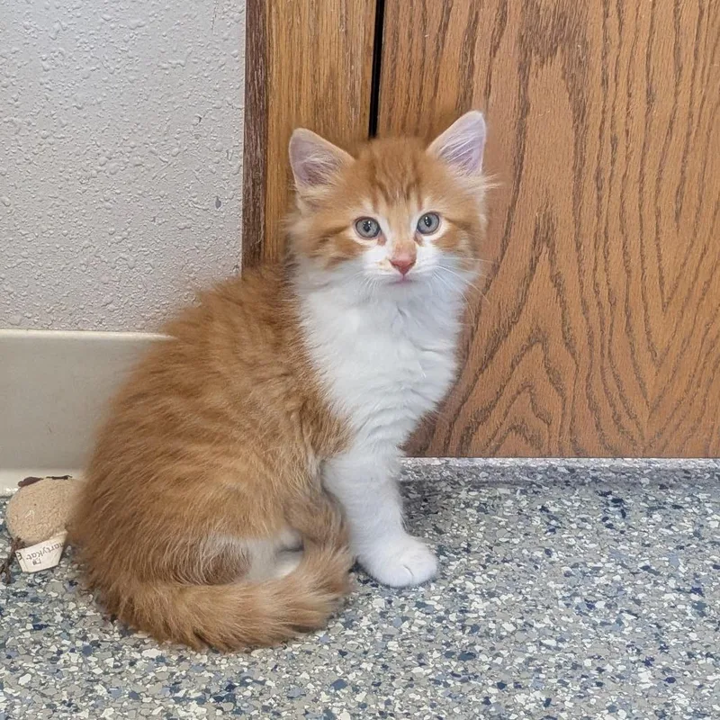 A baby small-sized male Orange / Red Domestic Short Hair cat named Guinness for adoption in Prairie du Chien, WI