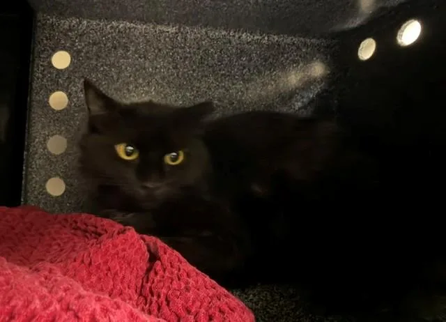 A young small-sized female Domestic Long Hair cat named Leafy for adoption in Brighton, CO