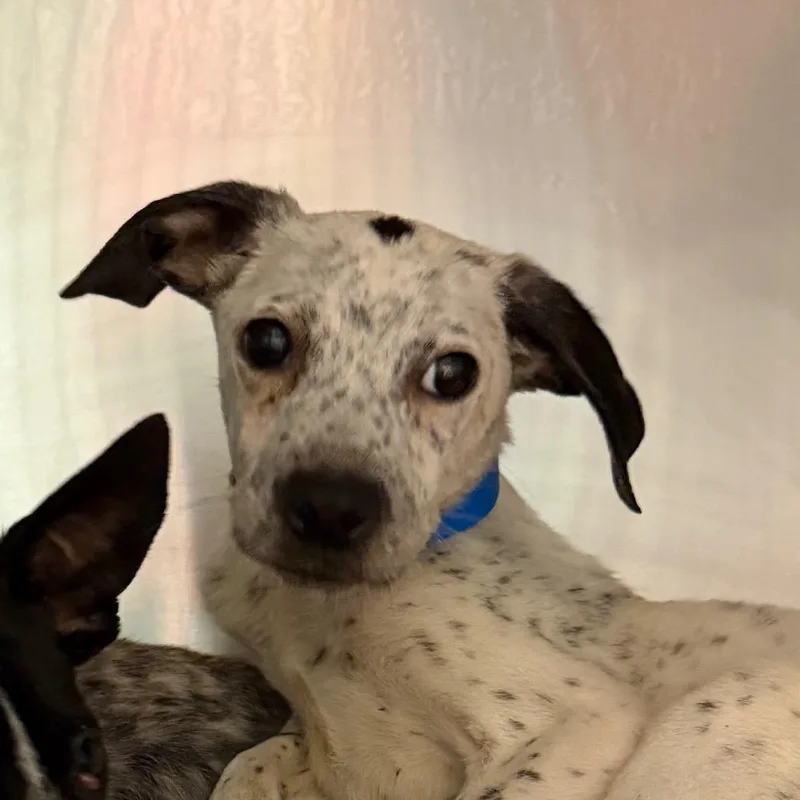 A baby small-sized male Black Mixed Breed dog named Dill for adoption in Chattanooga, TN
