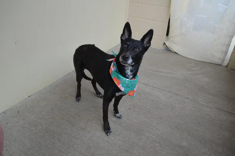 A senior large-sized female Shepherd dog named Ariel for adoption in McKinney, TX