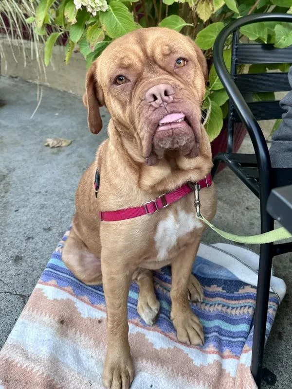 An adult large-sized female Dogue de Bordeaux dog named Raspberry for adoption in Vallejo, CA
