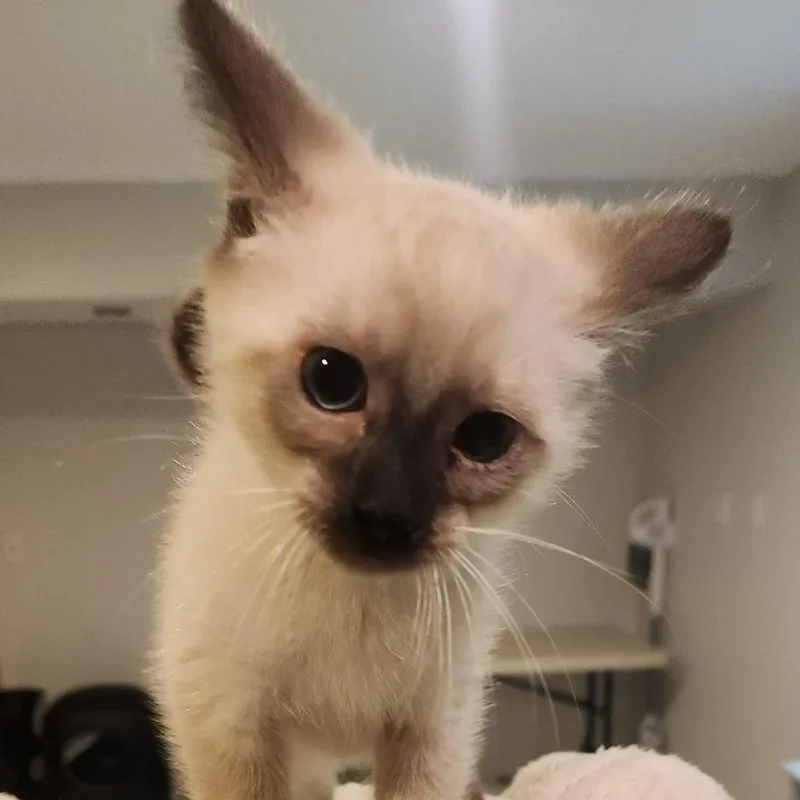 Bowie
