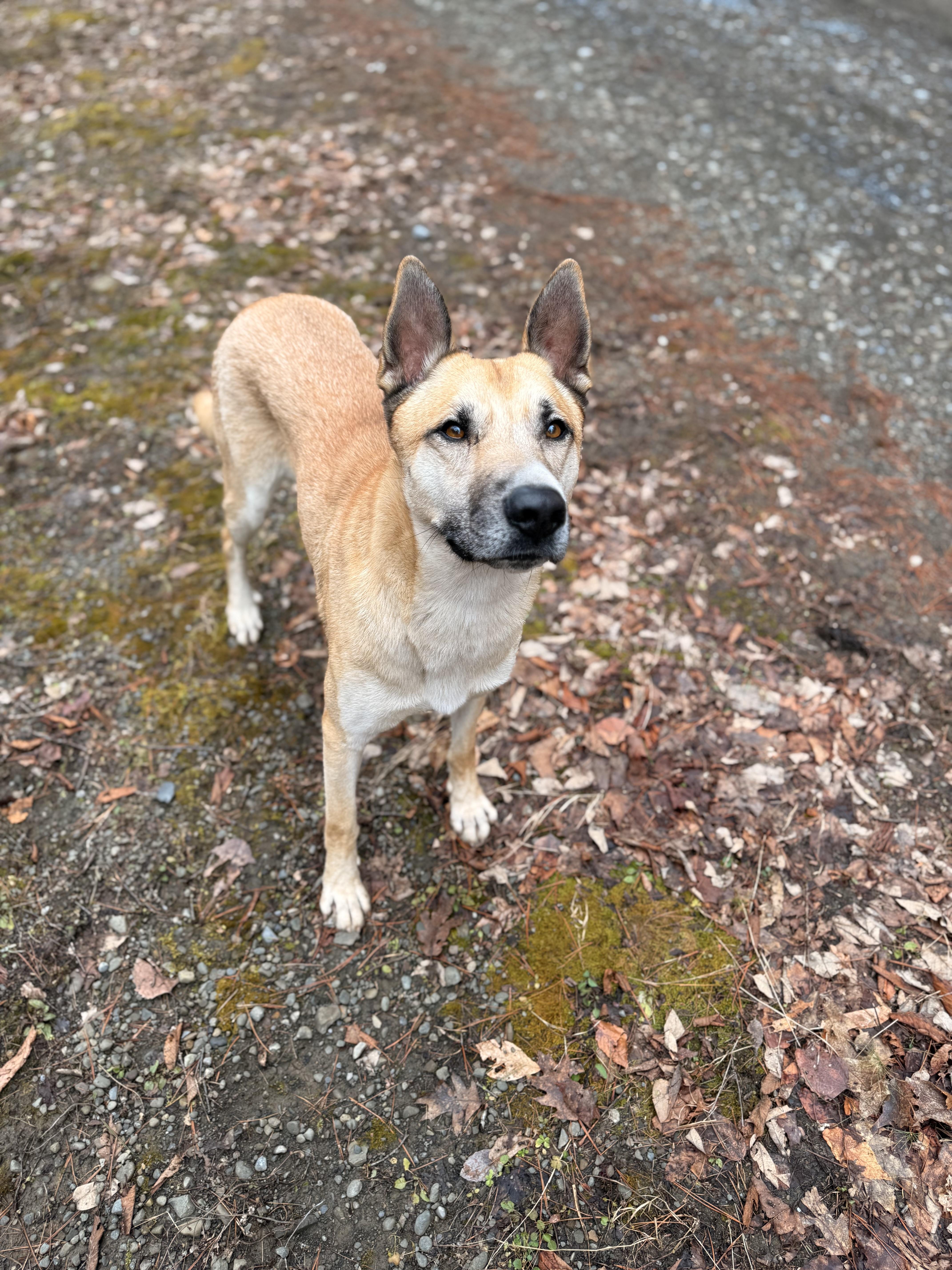 Synthric thumbnail 2