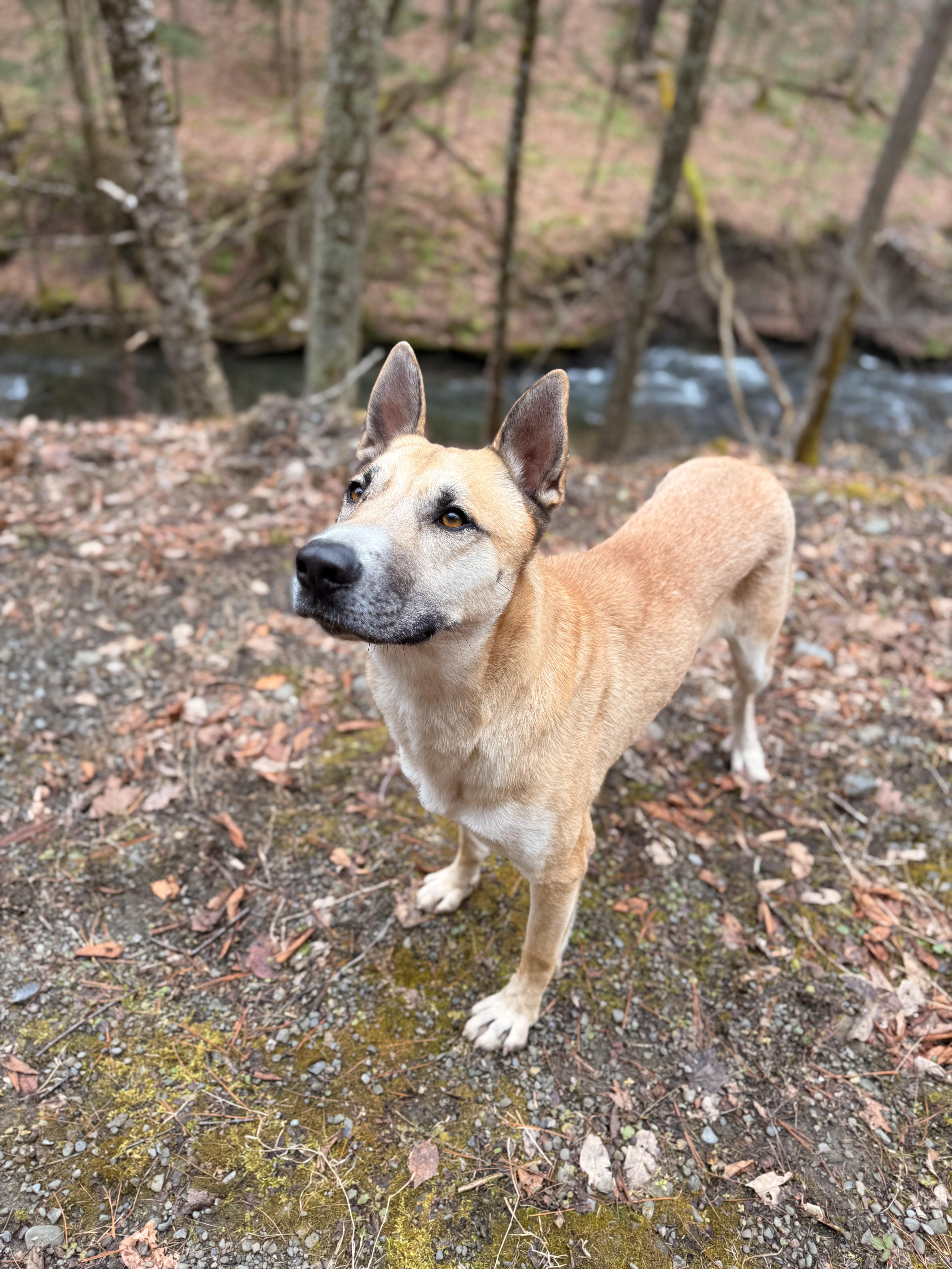 Synthric thumbnail 3