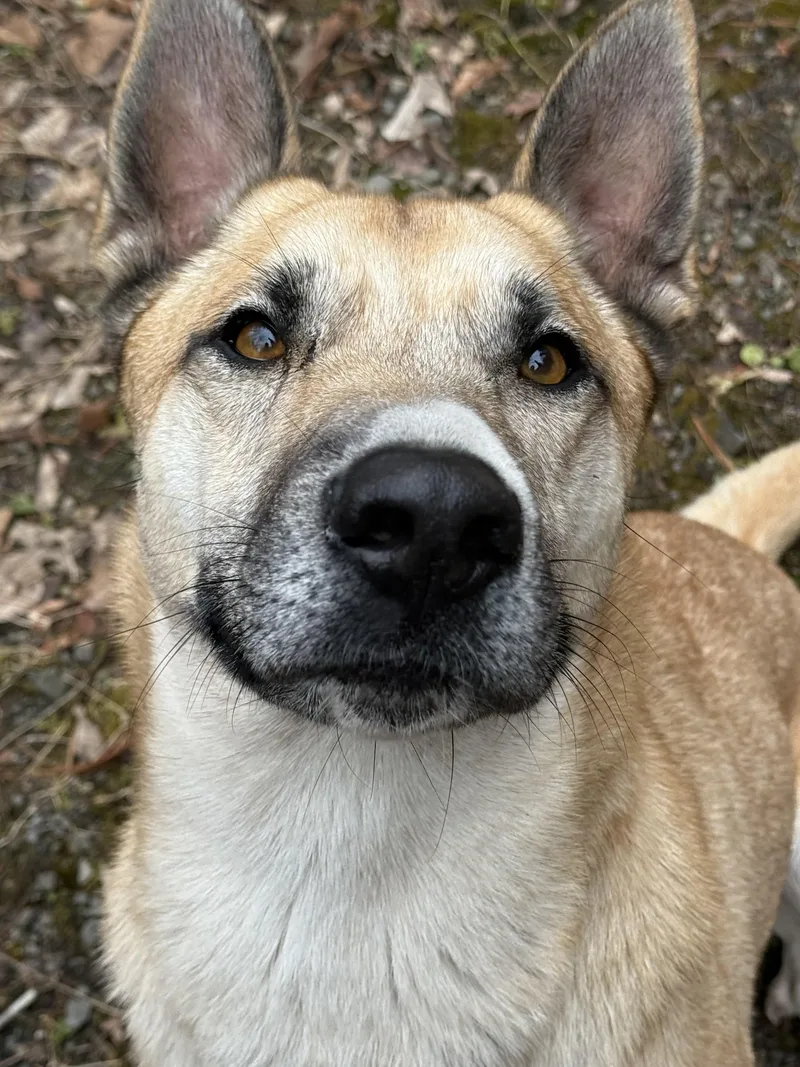 Synthric thumbnail 4