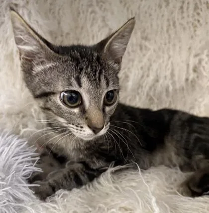A baby small-sized male Domestic Short Hair cat named Treble for adoption in Conway, SC