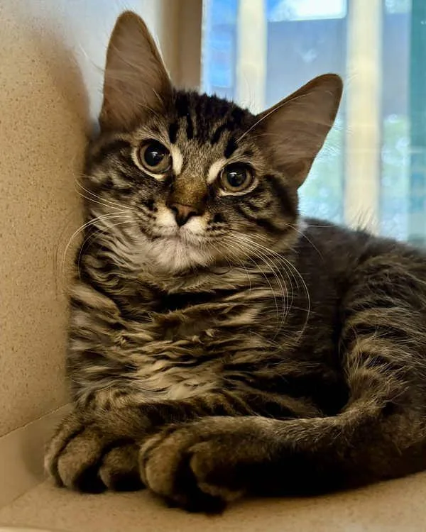 A baby small-sized female Domestic Medium Hair cat named Channel for adoption in Novato, CA