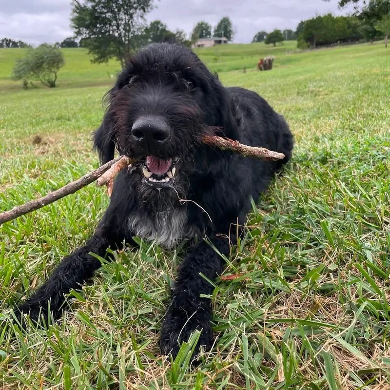 An adult large-sized male Black Giant Schnauzer dog named Grant for adoption in Springfield, MO