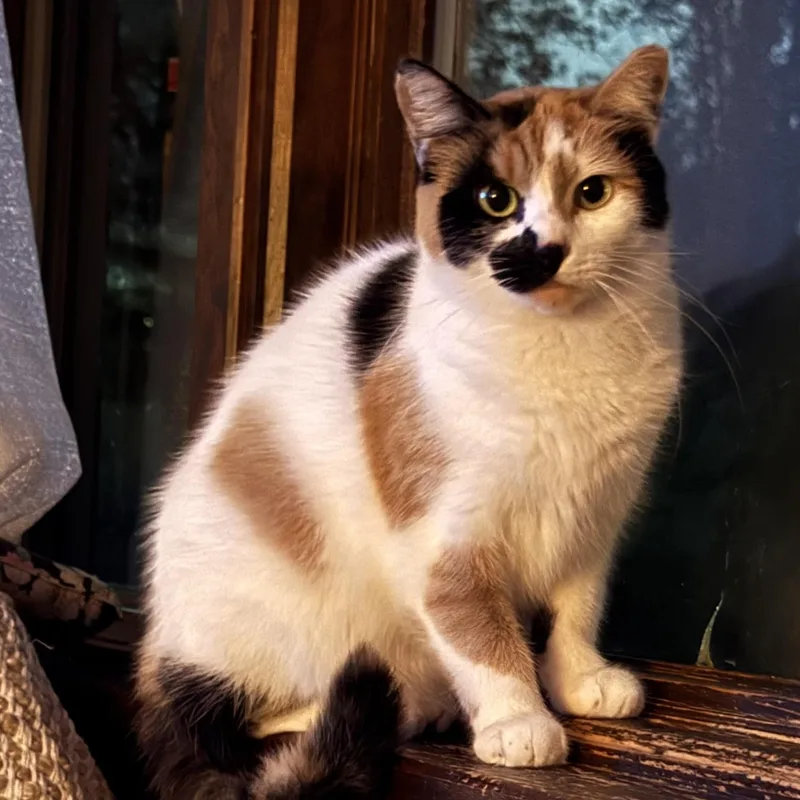 An adult medium-sized female Calico Domestic Short Hair cat named Emerald for adoption in West Mifflin, PA