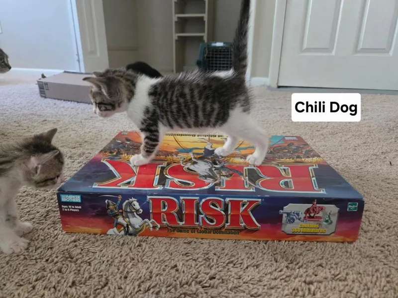 A baby medium-sized female Domestic Short Hair cat named Chili Dog for adoption in Parkville, MD