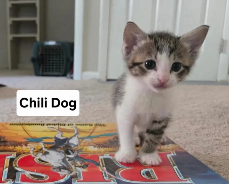 Chili Dog thumbnail 2