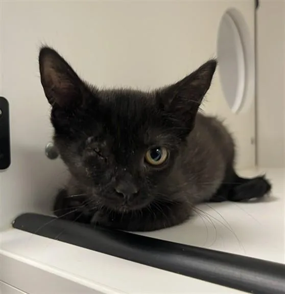 A baby small-sized female Domestic Short Hair cat named Beanie for adoption in Ontario, CA