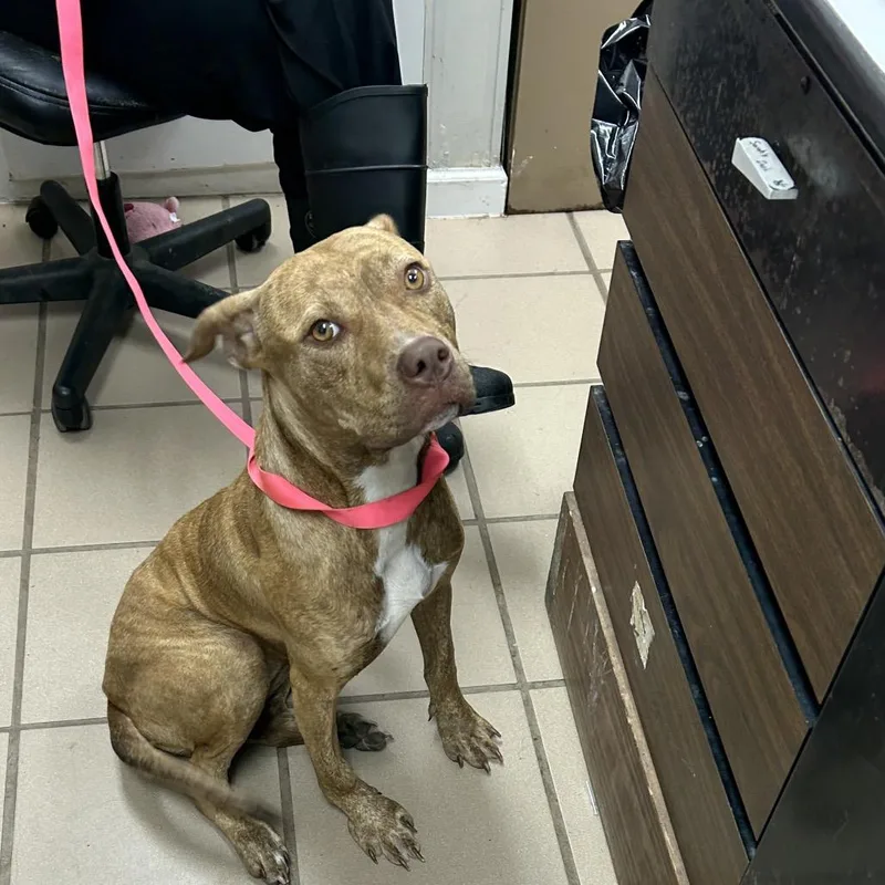An adult medium-sized female Pit Bull Terrier dog named Echo for adoption in Starkville, MS