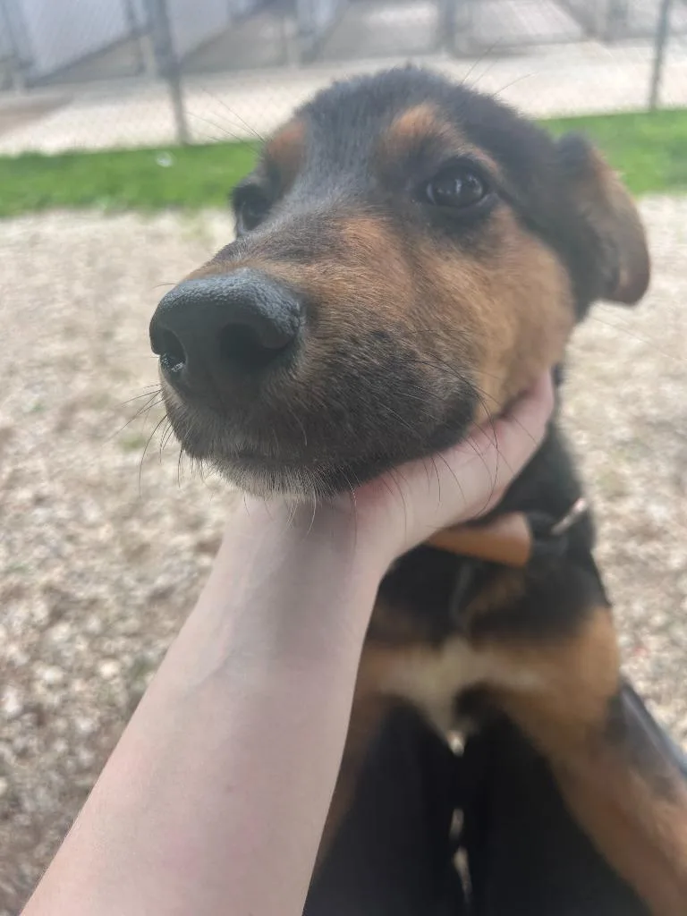 A baby medium-sized male German Shepherd Dog dog named Bruce for adoption in Lagrange, IN