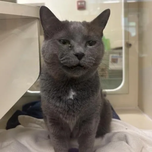 A senior medium-sized female Gray / Blue / Silver Domestic Short Hair cat named Stella for adoption in Prince Frederick, MD