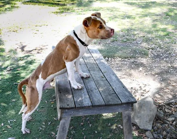 A young medium-sized male Pit Bull Terrier dog named Ezio for adoption in Escondido, CA