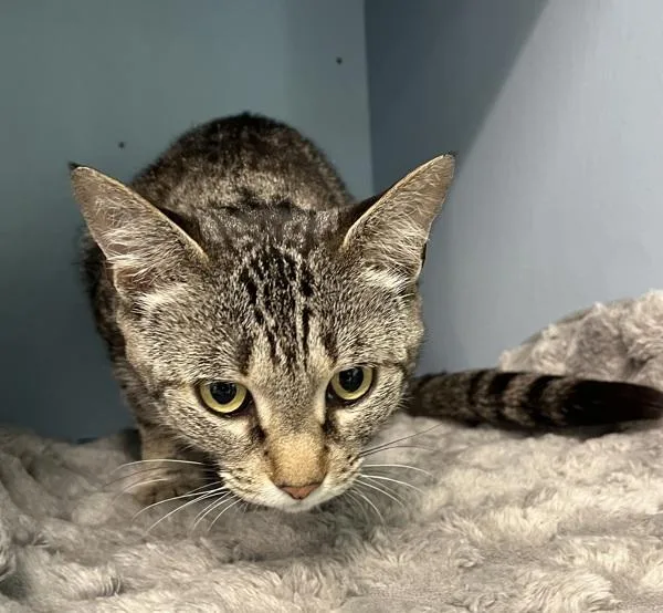 A young medium-sized female Domestic Short Hair cat named Cascade for adoption in Stratham, NH