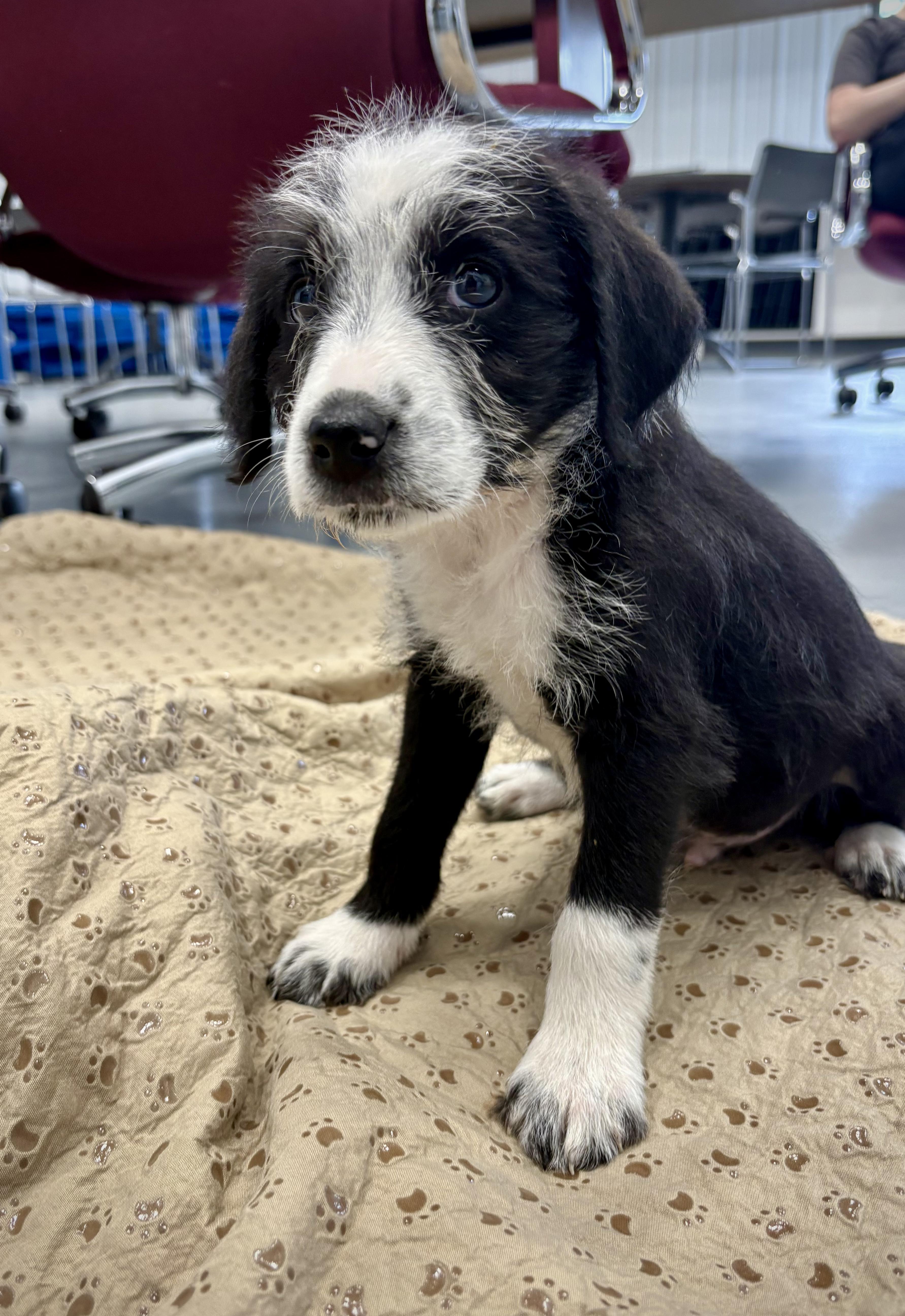 A baby medium-sized male Black Cattle Dog dog named Fat Gus for adoption in Kalamazoo, MI