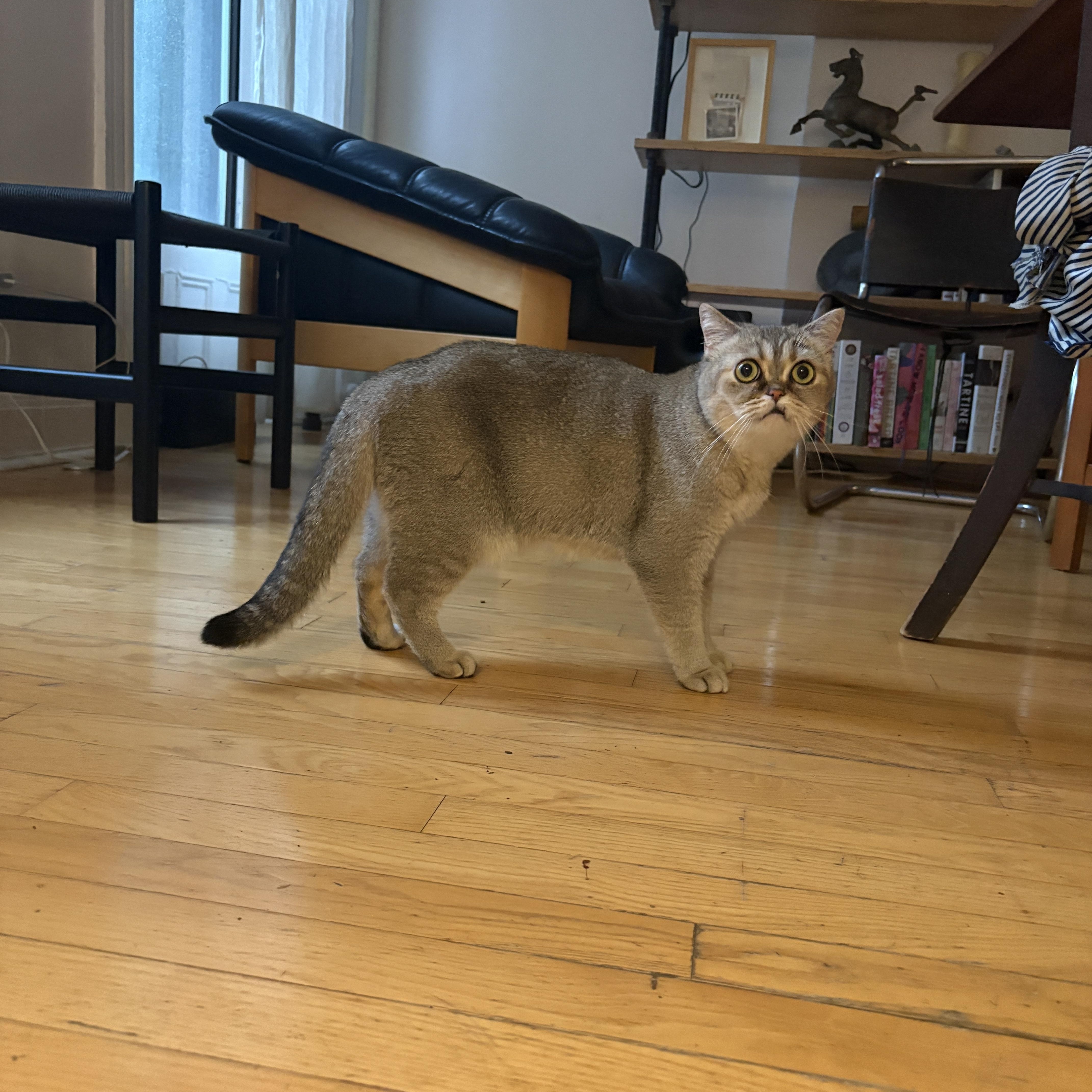 An adult medium-sized female Brown / Chocolate Scottish Fold cat named Himalia for adoption in Brooklyn, NY