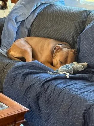 An adult large-sized male Mixed Breed dog named Finito for adoption in Washington, DC