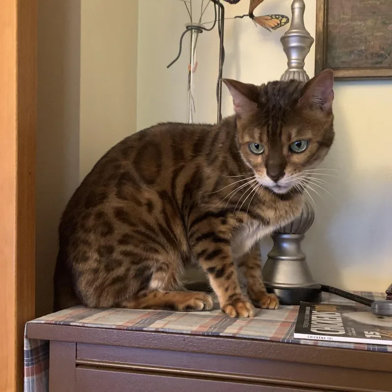 A senior small-sized male Brown / Chocolate Bengal cat named Loki for adoption in Granville, OH
