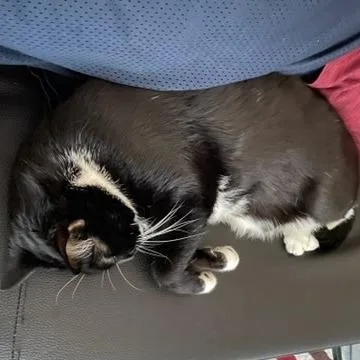 A senior extra large-sized male Domestic Short Hair cat named Orlando for adoption in Houston, TX