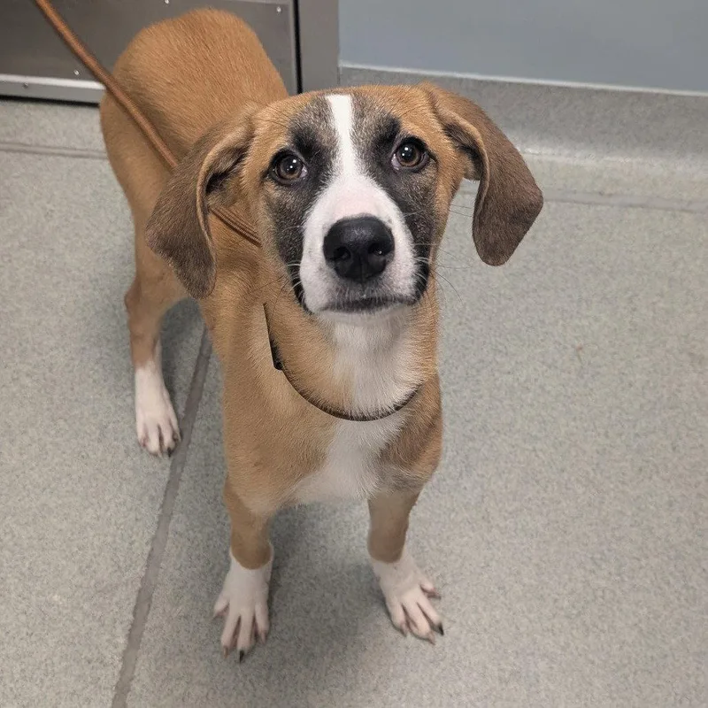 A young medium-sized female Mixed Breed dog named Summer for adoption in New Castle, DE