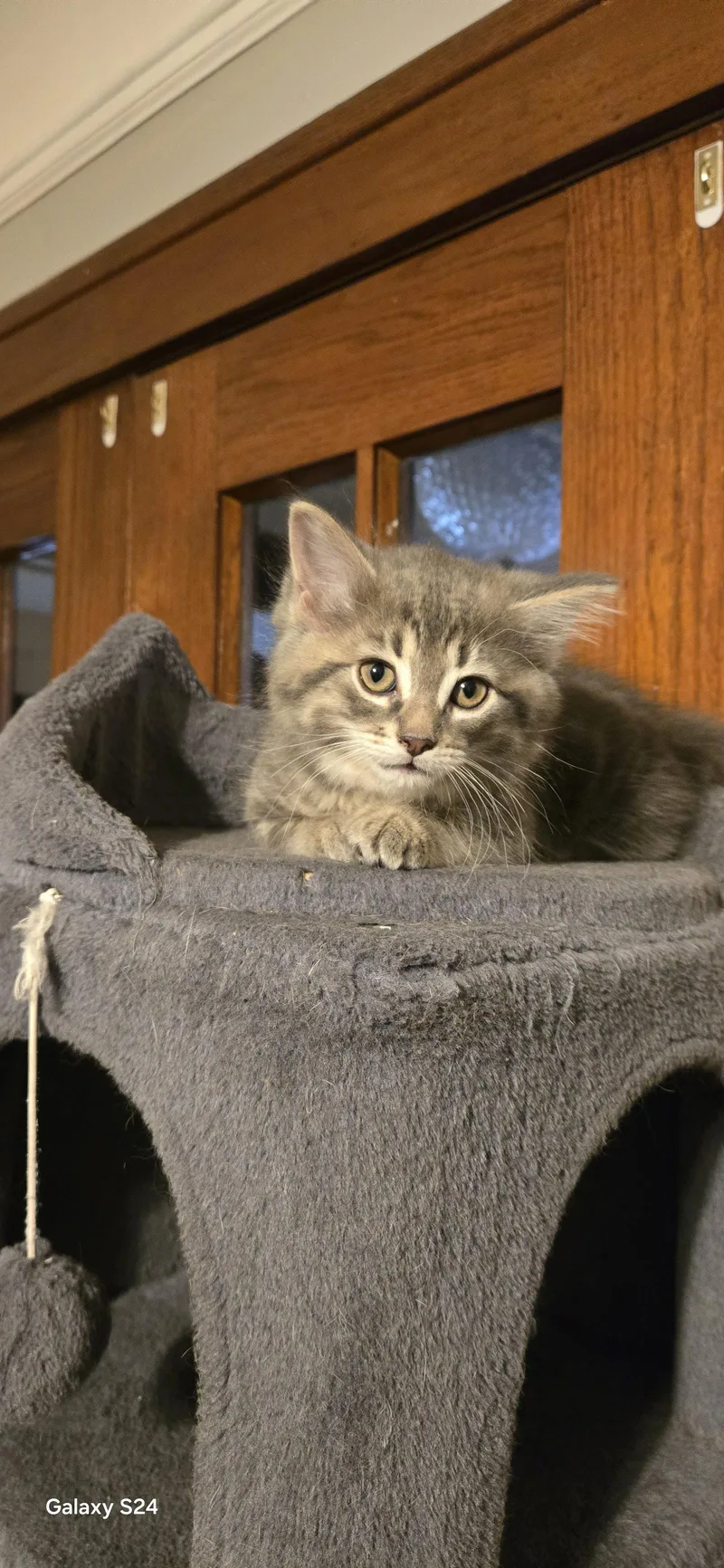 A baby medium-sized female Domestic Short Hair cat named Chardonay for adoption in Walled Lake, MI