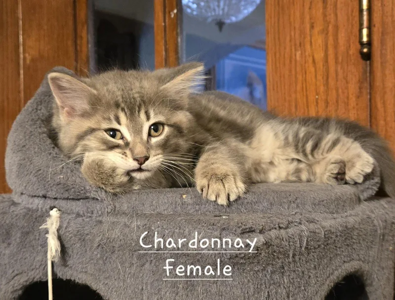 Chardonay thumbnail 2
