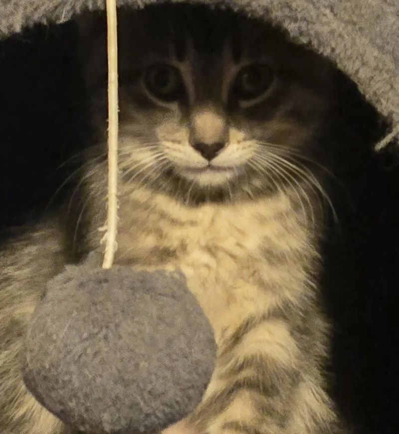 Chardonay thumbnail 3