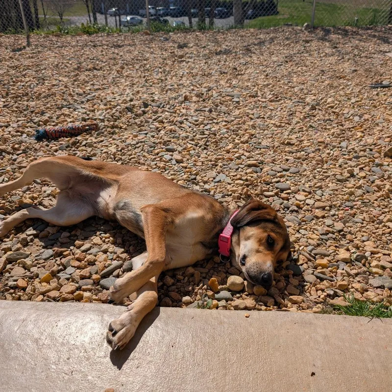 An adult medium-sized female Brown / Chocolate Hound dog named Lady for adoption in Lenoir, NC
