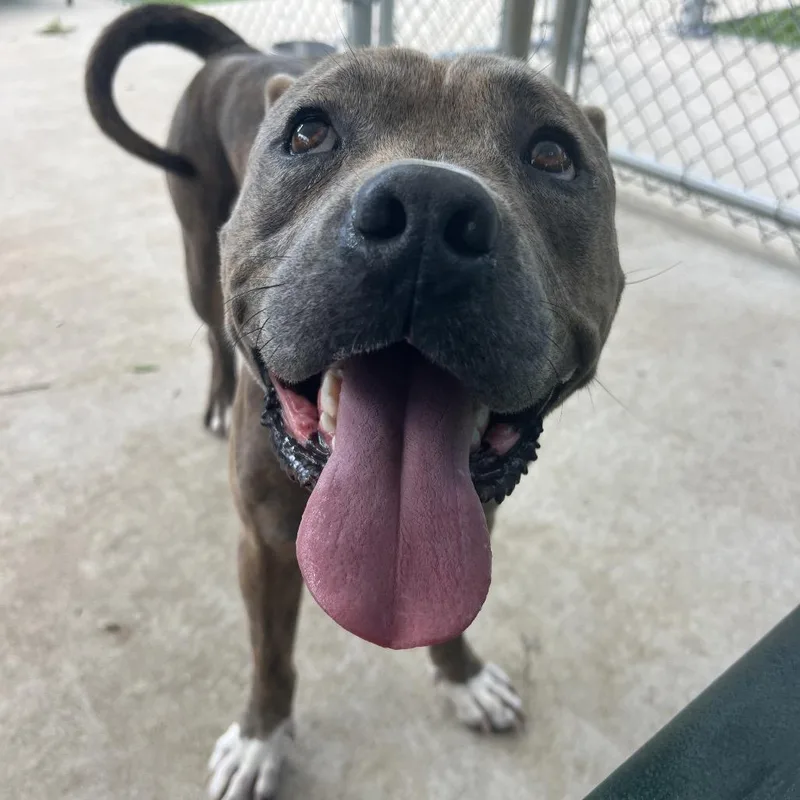 An adult large-sized male Brindle American Bully dog named Pig Pen for adoption in Spring, TX