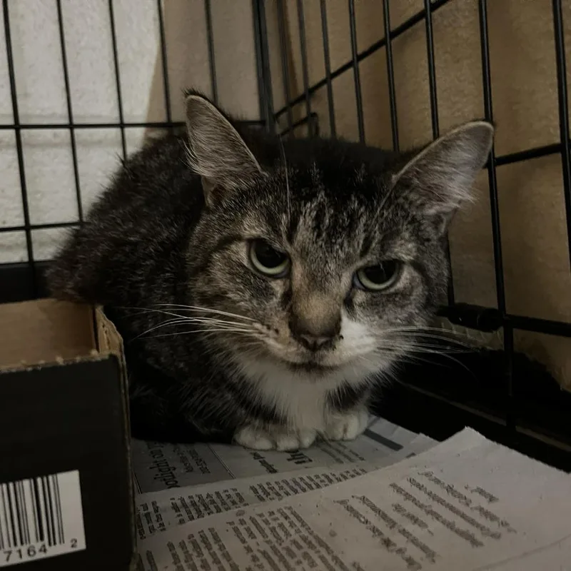 A young medium-sized male Brown / Chocolate Domestic Short Hair cat named Chalet for adoption in Verona, VA
