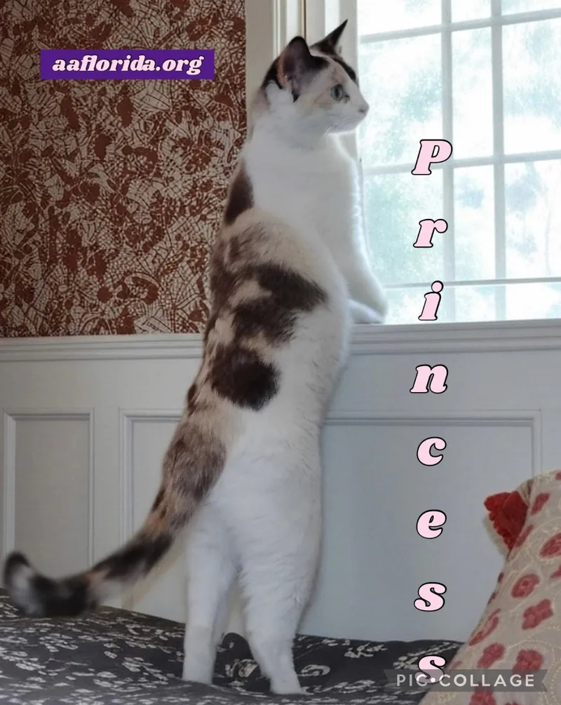 Princess thumbnail 2