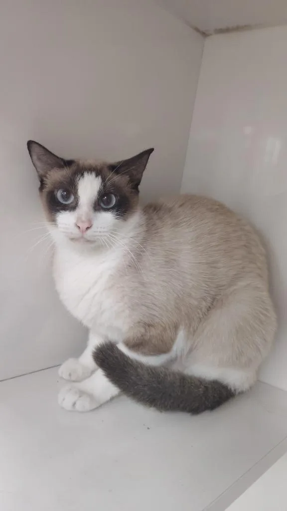 A young small-sized female Domestic Short Hair cat named Jane for adoption in Corpus Christi, TX