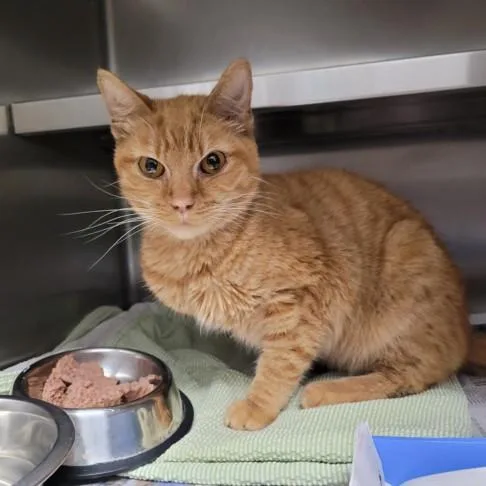 A young medium-sized male Domestic Short Hair cat named Misfit for adoption in Los Angeles, CA