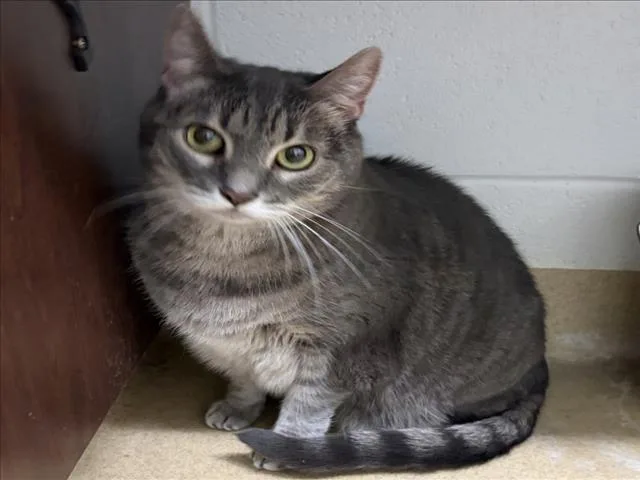 An adult medium-sized female Domestic Short Hair cat named Hattie for adoption in Derwood, MD