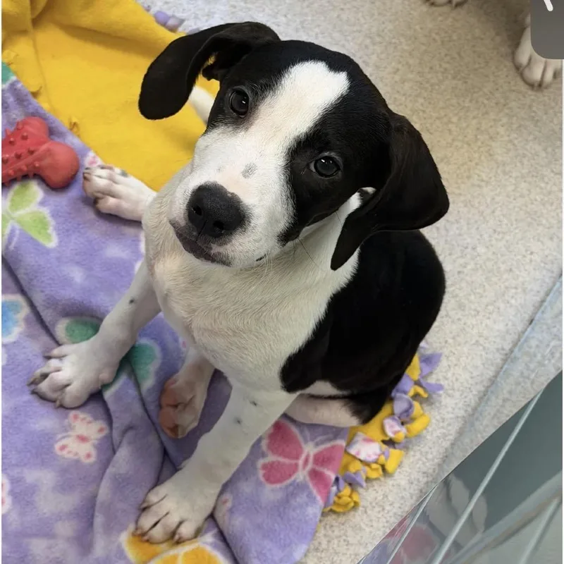 A baby small-sized female Black Mixed Breed dog named Fred for adoption in Springboro, OH