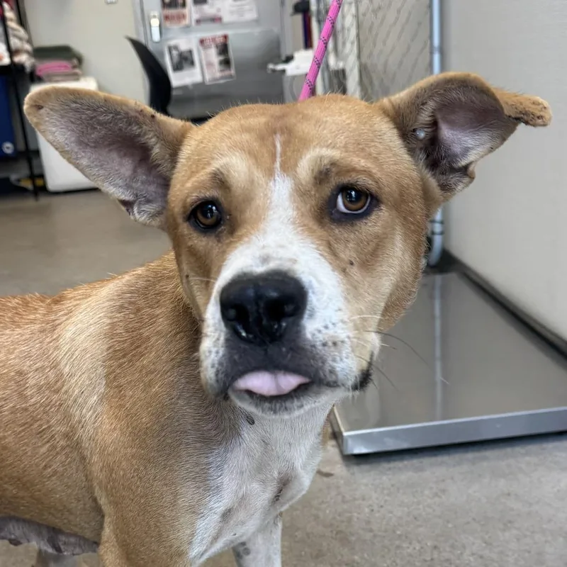 An adult medium-sized female Brown / Chocolate Mixed Breed dog named Darla for adoption in Las Cruces, NM