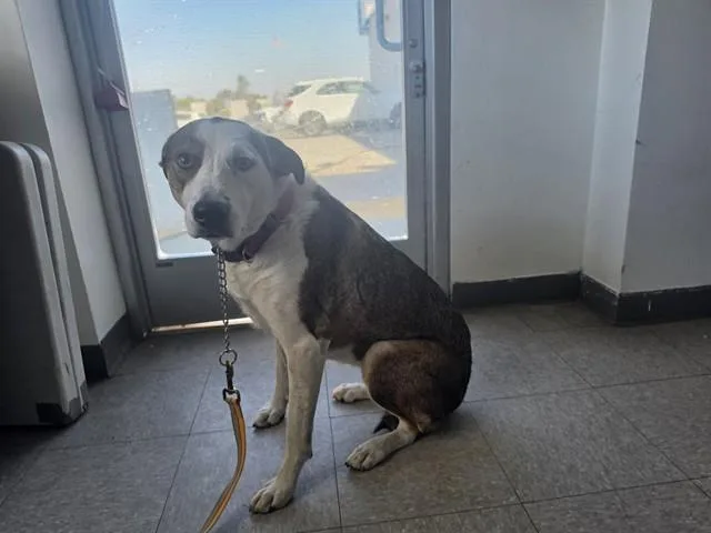 An adult large-sized female Border Collie dog named Lilly for adoption in Bakersfield, CA