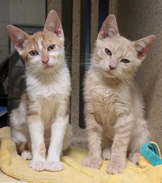 A baby small-sized female Domestic Short Hair cat named Tangie for adoption in Sacramento, CA