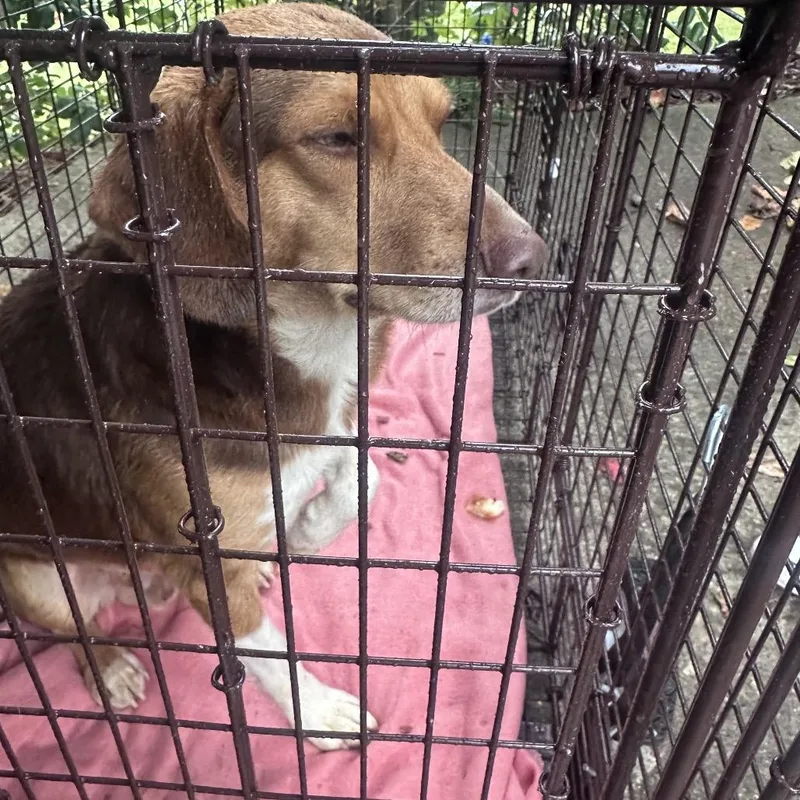 A baby small-sized male Yellow / Tan / Blond / Fawn Beagle dog named RDog for adoption in Huntington, WV