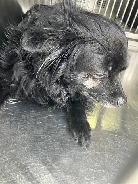 An adult small-sized female Mixed Breed dog named Sunshine for adoption in Dallas, TX