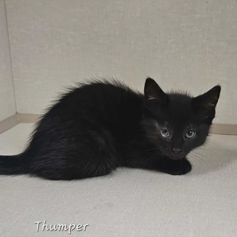 A baby medium-sized female Black Domestic Short Hair cat named Thumper for adoption in Wapakoneta, OH