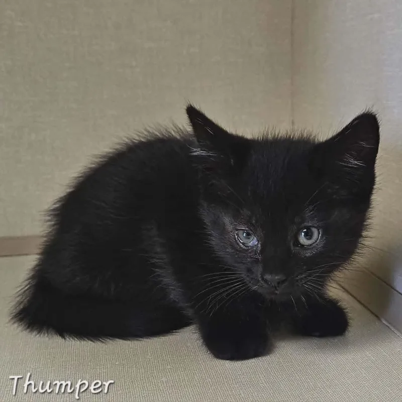 Thumper thumbnail 2