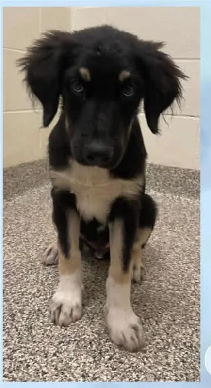 A baby medium-sized male Collie dog named Lake for adoption in Fayetteville, AR