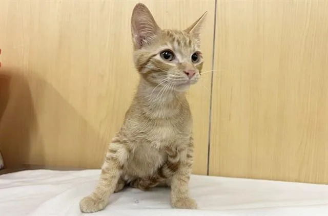 A baby small-sized male Domestic Short Hair cat named Garfield for adoption in Saint Louis, MO